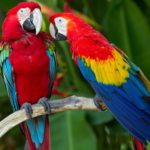 Parrot Jungle